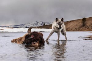 Ronan Donovan Instagram - Today, March 21st, marks the 25 year anniversary of the first wolves released into the wilds of Yellowstone National Park. It took decades of hard work by a passionate group of Conservationists, NGOs and politicians to make this restoration effort possible. Thank you for your efforts. Under the bipartisan supported Endangered Species Act, the gray wolf became protected in the lower-48 in 1974. The loss of Wilderness and Wildthings was felt across the nation at that time and the gray wolf was the final piece to restore the Yellowstone Ecosystem to its historic glory - before Europeans and market hunters/trappers changed the West forever. Today, Yellowstone's roughly 100 wolves represent one of the great restoration stories of the last century. I hope you all have the chance to one day hear a wild wolf pack howling in the distance. If you’re interested to learn more, there are dozens of books on the topic, but a few notable titles are : Decade of the Wolf, Of Wolves and Men, and American Wolf @yellowstonenps @nationalparkservice #wolves #wolf #mrblue #yellowstone #yellowstonenationalpark