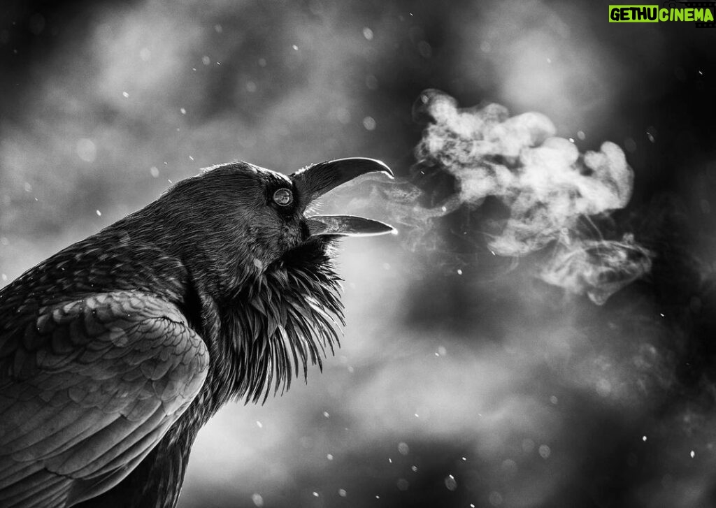Ronan Donovan Instagram - A common raven pierces the frigid morning air in Yellowstone National Park, Wyoming. #yellowstonenationalpark @yellowstonenps @yellowstonenps @natgeoexpeditions #wyoming #raven #birdsofinstagram #birdnerd