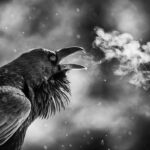 Ronan Donovan Instagram – A common raven pierces the frigid morning air in Yellowstone National Park, Wyoming. #yellowstonenationalpark @yellowstonenps @yellowstonenps @natgeoexpeditions #wyoming #raven #birdsofinstagram #birdnerd