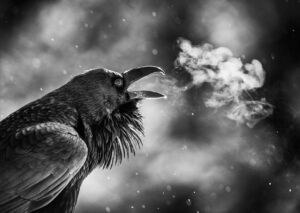 Ronan Donovan Instagram - A common raven pierces the frigid morning air in Yellowstone National Park, Wyoming. #yellowstonenationalpark @yellowstonenps @yellowstonenps @natgeoexpeditions #wyoming #raven #birdsofinstagram #birdnerd
