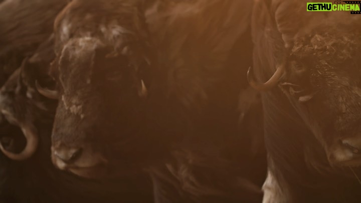 Ronan Donovan Instagram - I could watch slow motion muskoxen in the wind everyday and never grow tired of it. They are incredible animals and are so well adapted to the North. Here, the herd is grouped together in a protective formation while a pack of Arctic wolves tests the herd for weakness. Male muskoxen only put on weight for 2 months out of the year and the rest of the time they are either maintaining or losing weight. I filmed this scene for the series called Kingdom of the White Wolf #kingdomofthewhitewolf for @natgeowild and now on @disneyplus links in my bio for where to watch the series.