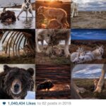 Ronan Donovan Instagram – It was the wolves that brought in the most likes in 2019. And one Bearzilla. Thank you all for following along and for all of the likes & comments. I look forward to sharing more stories and imagery in 2020. Happy New Year, here’s to the wild ones  #bestnine #wolves #wildlife #kingdomofthewhitewolf