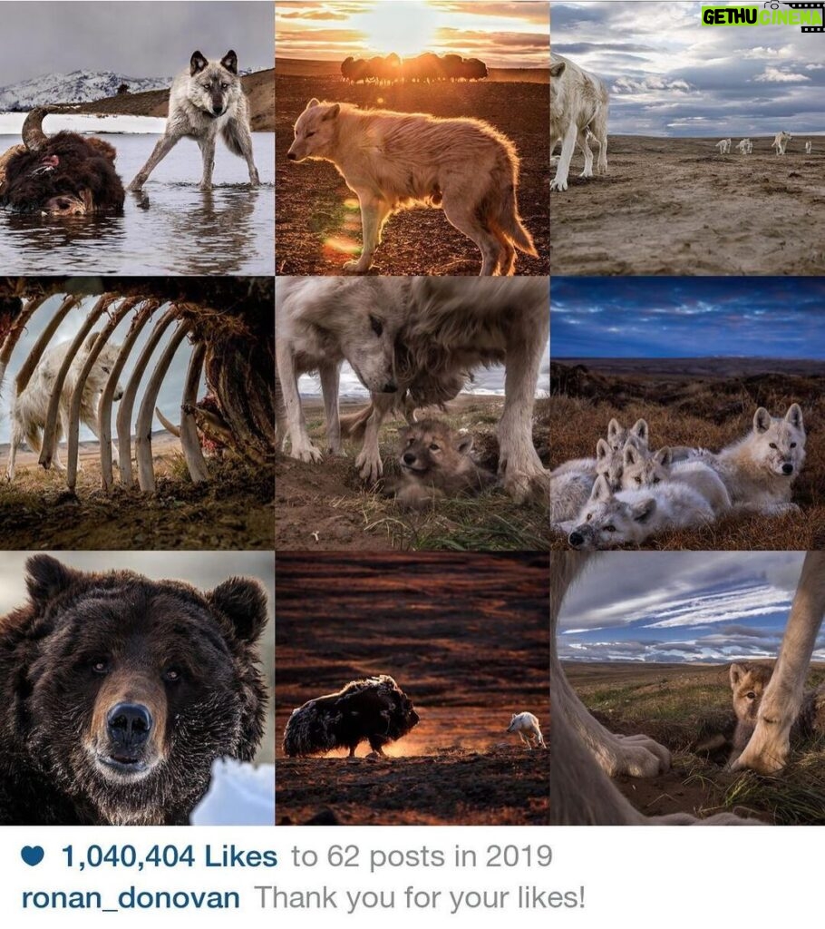 Ronan Donovan Instagram - It was the wolves that brought in the most likes in 2019. And one Bearzilla. Thank you all for following along and for all of the likes & comments. I look forward to sharing more stories and imagery in 2020. Happy New Year, here's to the wild ones #bestnine #wolves #wildlife #kingdomofthewhitewolf
