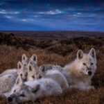 Ronan Donovan Instagram – Bright Eyes and the pups huddled together for warmth after a big meal of muskoxen. These quiet moments seemed to be the happiest times for the wolves. Bellies full, surrounded by their family and content to sleep for the next 12 hours. I think we can all relate to that happiness and comfort – amongst loved ones with ample food and security to rest. It’s the universal desire of all social mammals. Learn more about this family of wolves in the @natgeo magazine article and 3-part series for @natgeowild that both published in 2019 – links in my bio. Available streaming on @disneyplus and more #kingdomofthewhitewolf #wolves 
#wolf #arcticwolf #nature #wild #whitewolf #wildlife #higharctic