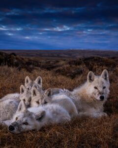 Ronan Donovan Instagram - Bright Eyes and the pups huddled together for warmth after a big meal of muskoxen. These quiet moments seemed to be the happiest times for the wolves. Bellies full, surrounded by their family and content to sleep for the next 12 hours. I think we can all relate to that happiness and comfort - amongst loved ones with ample food and security to rest. It's the universal desire of all social mammals. Learn more about this family of wolves in the @natgeo magazine article and 3-part series for @natgeowild that both published in 2019 - links in my bio. Available streaming on @disneyplus and more #kingdomofthewhitewolf #wolves #wolf #arcticwolf #nature #wild #whitewolf #wildlife #higharctic