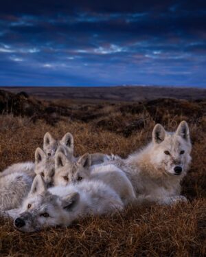 Ronan Donovan Instagram - Bright Eyes and the pups huddled together for warmth after a big meal of muskoxen. These quiet moments seemed to be the happiest times for the wolves. Bellies full, surrounded by their family and content to sleep for the next 12 hours. I think we can all relate to that happiness and comfort - amongst loved ones with ample food and security to rest. It's the universal desire of all social mammals. Learn more about this family of wolves in the @natgeo magazine article and 3-part series for @natgeowild that both published in 2019 - links in my bio. Available streaming on @disneyplus and more #kingdomofthewhitewolf #wolves 
#wolf #arcticwolf #nature #wild #whitewolf #wildlife #higharctic