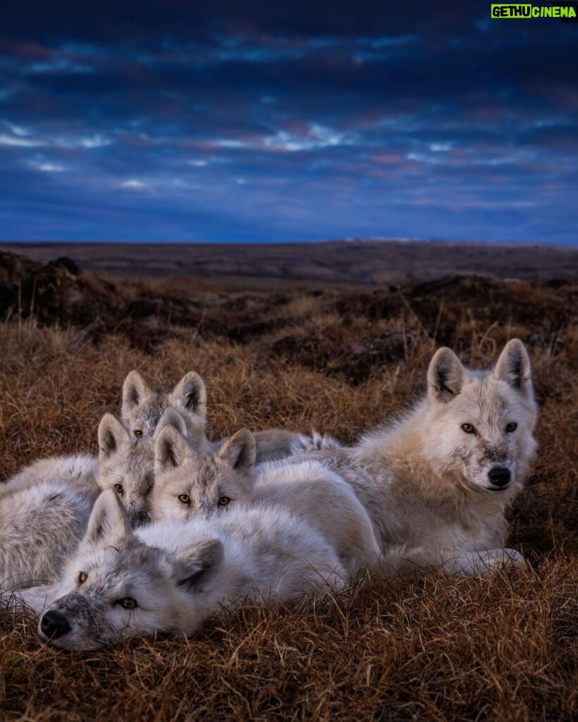 Ronan Donovan Instagram - Bright Eyes and the pups huddled together for warmth after a big meal of muskoxen. These quiet moments seemed to be the happiest times for the wolves. Bellies full, surrounded by their family and content to sleep for the next 12 hours. I think we can all relate to that happiness and comfort - amongst loved ones with ample food and security to rest. It's the universal desire of all social mammals. Learn more about this family of wolves in the @natgeo magazine article and 3-part series for @natgeowild that both published in 2019 - links in my bio. Available streaming on @disneyplus and more #kingdomofthewhitewolf #wolves #wolf #arcticwolf #nature #wild #whitewolf #wildlife #higharctic