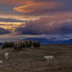 Ronan Donovan Instagram - Get behind the lens with Ronan Donovan at @NatGeoMuseum and @WildlifeArtJH’s exhibition “Wolves: Photography by Ronan Donovan” now OPEN at the Museum! 📸🐺 Through his photographs, Donovan documented wolves in the Greater Yellowstone Ecosystem and high Canadian Arctic to better understand how conflict between humans and wolves in Yellowstone influenced their behavior – compared to wolves in the Arctic that haven’t learned to fear humans. Experience “Wolves” – now open as a part of our yearlong exploration of the Endangered Species Act. Photography by Ronan Donovan, National Geographic. #ExperienceWonder #NatGeoMuseum #Wildlife #Wolves #RonanDonovan #NationalGeographic #Yellowstone #NationalPark High Desert Museum