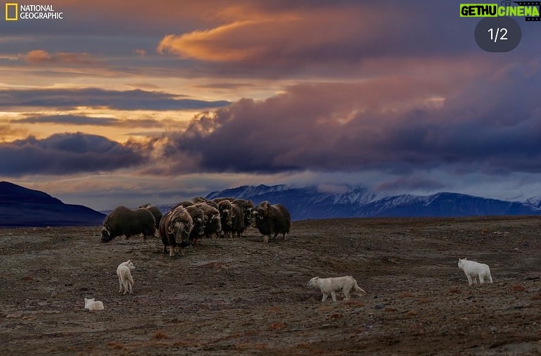 Ronan Donovan Instagram - Get behind the lens with Ronan Donovan at @NatGeoMuseum and @WildlifeArtJH’s exhibition “Wolves: Photography by Ronan Donovan” now OPEN at the Museum! 📸🐺 Through his photographs, Donovan documented wolves in the Greater Yellowstone Ecosystem and high Canadian Arctic to better understand how conflict between humans and wolves in Yellowstone influenced their behavior – compared to wolves in the Arctic that haven’t learned to fear humans. Experience “Wolves” – now open as a part of our yearlong exploration of the Endangered Species Act. Photography by Ronan Donovan, National Geographic. #ExperienceWonder #NatGeoMuseum #Wildlife #Wolves #RonanDonovan #NationalGeographic #Yellowstone #NationalPark High Desert Museum