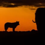 Ronan Donovan Instagram – Grey Mane, the one year old wolf, weighs his options during a long hunt on the tundra of the High Arctic. A large bull muskoxen stands his ground against Grey Mane and his pack. 
At 80 degrees north, the first sunset of the summer was on August 30th. This image was taken on September 10th at 23:40 under a beautiful twilight sky. Imagine 3 months of creating imagery without a single golden hour! It drove me crazy. But in the final weeks of this project, as my body unraveled, the colors and the wolves were magnificent.
Check out the @natgeowild 3-part TV series titled Kingdom of the White Wolf about the same family – available streaming and on @disneyplus links in my bio #kingdomofthewhitewolf #wolves 
#wolf #arcticwolf #nature #wild