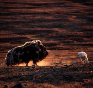 Ronan Donovan Instagram - The Arctic wolf known as One Eye tests the stamina of a lone bull muskoxen on August 20th at 21:37, 2018. Learn more about One Eye and her large family of wild wolves living 700 miles from the North Pole in the 3-part series called Kingdom of the White Wolf #kingdomofthewhitewolf links on how to watch are in my bio.