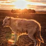 Ronan Donovan Instagram – The standoff. A one-year-old arctic wolf, known as Grey Mane, looks back for direction from the rest of his pack while a herd of muskoxen form a defensive rosette nearby. Wolves can be patient hunters, especially when faced with this cooperative defense from their main prey on Canada’s Ellesmere Island – known in the Inuktitut language of the far North as Umingmak Nuna or Muskox Land. 
Muskoxen have evolved to work together to achieve what they cannot alone – just like the wolves. While the muskoxen work together to protect themselves, the wolves work together in order to wear down their prey. Both behaviors from prey and predator are inextricably linked – the muskoxen wouldn’t be a different animal if not for the wolf and vice versa. 
Grey Mane is the largest wolf in the pack I followed, but he still needed to learn how to be a master hunter. Hence, why he’s stepping back from this herd of muskoxen and looking to his older relatives for guidance. Are they lying down or pushing forward? Are they intently focused on their prey or blinking slowly as they look around? These are the behaviors Grey Mane is watching for and others as he learns the ways of how to be a successful wolf in the High Arctic. 
There’s a link in my bio to watch the 3-part series on Grey Mane and his family called Kingdom of the White Wolf – check it out if you’re interested to learn more about wolves and this island in the North. #kingdomofthewhitewolf #wolf #arcticwolf #nature #wild #hunting #predator #prey #whitewolf #arctic #canada #animals #wildlife #dogstagram #earth Arctic Circle