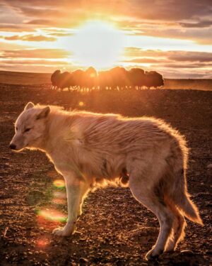 Ronan Donovan Instagram - The standoff. A one-year-old arctic wolf, known as Grey Mane, looks back for direction from the rest of his pack while a herd of muskoxen form a defensive rosette nearby. Wolves can be patient hunters, especially when faced with this cooperative defense from their main prey on Canada's Ellesmere Island - known in the Inuktitut language of the far North as Umingmak Nuna or Muskox Land. 
Muskoxen have evolved to work together to achieve what they cannot alone - just like the wolves. While the muskoxen work together to protect themselves, the wolves work together in order to wear down their prey. Both behaviors from prey and predator are inextricably linked - the muskoxen wouldn't be a different animal if not for the wolf and vice versa. 
Grey Mane is the largest wolf in the pack I followed, but he still needed to learn how to be a master hunter. Hence, why he's stepping back from this herd of muskoxen and looking to his older relatives for guidance. Are they lying down or pushing forward? Are they intently focused on their prey or blinking slowly as they look around? These are the behaviors Grey Mane is watching for and others as he learns the ways of how to be a successful wolf in the High Arctic. 
There's a link in my bio to watch the 3-part series on Grey Mane and his family called Kingdom of the White Wolf - check it out if you're interested to learn more about wolves and this island in the North. #kingdomofthewhitewolf #wolf #arcticwolf #nature #wild #hunting #predator #prey #whitewolf #arctic #canada #animals #wildlife #dogstagram #earth