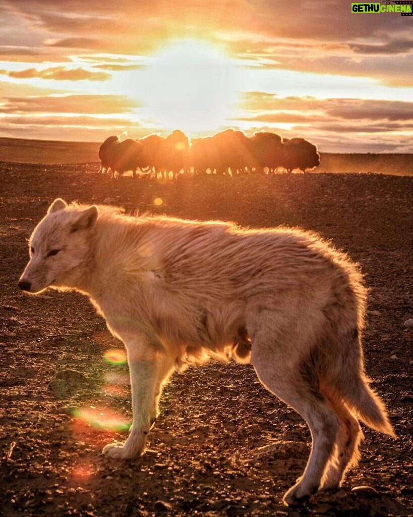 Ronan Donovan Instagram - The standoff. A one-year-old arctic wolf, known as Grey Mane, looks back for direction from the rest of his pack while a herd of muskoxen form a defensive rosette nearby. Wolves can be patient hunters, especially when faced with this cooperative defense from their main prey on Canada's Ellesmere Island - known in the Inuktitut language of the far North as Umingmak Nuna or Muskox Land. Muskoxen have evolved to work together to achieve what they cannot alone - just like the wolves. While the muskoxen work together to protect themselves, the wolves work together in order to wear down their prey. Both behaviors from prey and predator are inextricably linked - the muskoxen wouldn't be a different animal if not for the wolf and vice versa. Grey Mane is the largest wolf in the pack I followed, but he still needed to learn how to be a master hunter. Hence, why he's stepping back from this herd of muskoxen and looking to his older relatives for guidance. Are they lying down or pushing forward? Are they intently focused on their prey or blinking slowly as they look around? These are the behaviors Grey Mane is watching for and others as he learns the ways of how to be a successful wolf in the High Arctic. There's a link in my bio to watch the 3-part series on Grey Mane and his family called Kingdom of the White Wolf - check it out if you're interested to learn more about wolves and this island in the North. #kingdomofthewhitewolf #wolf #arcticwolf #nature #wild #hunting #predator #prey #whitewolf #arctic #canada #animals #wildlife #dogstagram #earth Arctic Circle