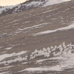 Ronan Donovan Instagram – This scene shows the yearling male known as Grey Mane chasing after a herd of Arctic hares – yes, a herd of hares! This is a followup to a @natgeo post from today. This scene was at the end of a 35 hours stint where the pack was hunting, covering a distance of 60 miles on a mission to make a fresh kill. The 12-week-old pups had begun to whimper and whine in protest. Their young legs and small bodies were exhausted. Grey Mane was a little over a year old, but he was the largest wolf in the pack by size. But he was a skilled hare hunter. 
These clips are from a 3 part series about this family of Arctic wolves called Kingdom of the White Wolf. Watch it streaming online – links in my bio. #wolf #arcticwolf #nature #wild #hunting #predator #prey #whitewolf #kingdomofthewhitewolf #arctic #canada #animals #instadaily #instagood Ellesmere Island