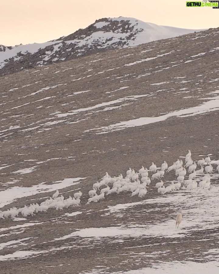 Ronan Donovan Instagram - This scene shows the yearling male known as Grey Mane chasing after a herd of Arctic hares - yes, a herd of hares! This is a followup to a @natgeo post from today. This scene was at the end of a 35 hours stint where the pack was hunting, covering a distance of 60 miles on a mission to make a fresh kill. The 12-week-old pups had begun to whimper and whine in protest. Their young legs and small bodies were exhausted. Grey Mane was a little over a year old, but he was the largest wolf in the pack by size. But he was a skilled hare hunter. These clips are from a 3 part series about this family of Arctic wolves called Kingdom of the White Wolf. Watch it streaming online - links in my bio. #wolf #arcticwolf #nature #wild #hunting #predator #prey #whitewolf #kingdomofthewhitewolf #arctic #canada #animals #instadaily #instagood Ellesmere Island