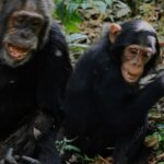 Ronan Donovan Instagram – I always love these moments when the adults join in for a good game of wrestle. This wild adult male chimpanzee, known to the researchers as Big Brown, was 45 years old in this video – a grandfather in the wild chimp world. He’s playing with 7 year old Likizo. I get such a kick out Big Brown’s move towards the end 😁 Kibale National Park