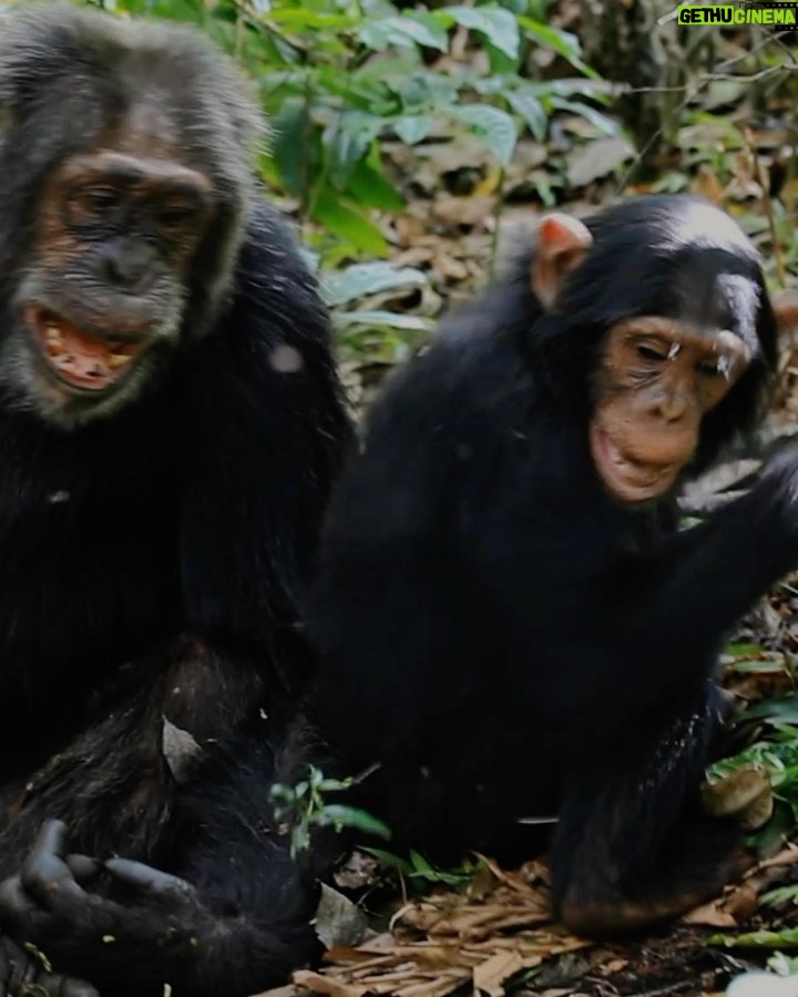 Ronan Donovan Instagram - I always love these moments when the adults join in for a good game of wrestle. This wild adult male chimpanzee, known to the researchers as Big Brown, was 45 years old in this video - a grandfather in the wild chimp world. He's playing with 7 year old Likizo. I get such a kick out Big Brown's move towards the end 😁 Kibale National Park