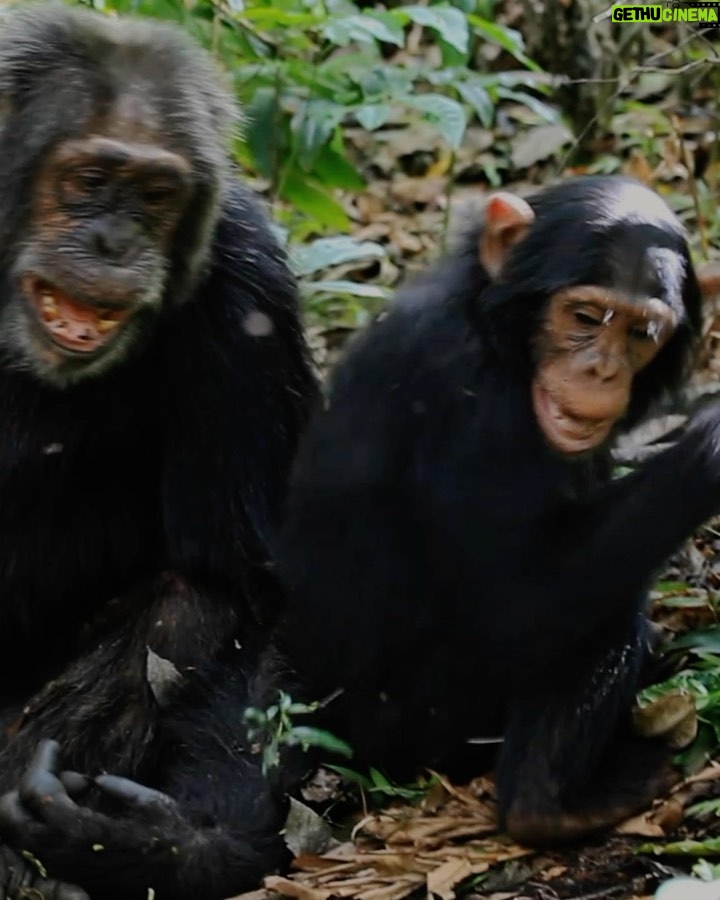 Ronan Donovan Instagram - I always love these moments when the adults join in for a good game of wrestle. This wild adult male chimpanzee, known to the researchers as Big Brown, was 45 years old in this video - a grandfather in the wild chimp world. He's playing with 7 year old Likizo. I get such a kick out Big Brown's move towards the end π Kibale National Park