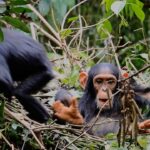 Ronan Donovan Instagram – Two wild juvenile chimps having a playful wrestle in a day nest high in the canopy of Kibale National Park, Uganda. Have a playful weekend😃