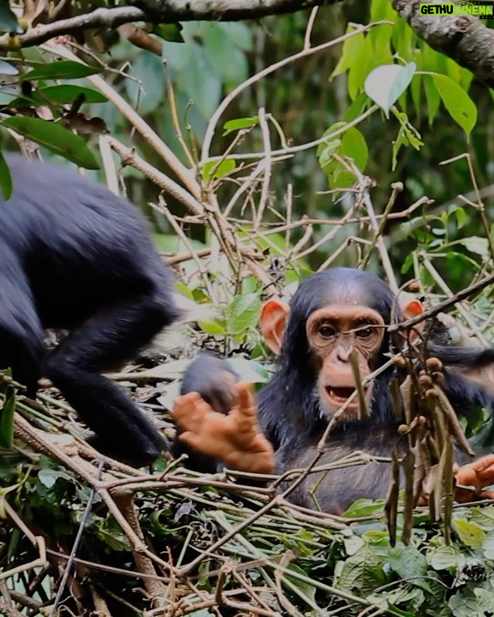 Ronan Donovan Instagram - Two wild juvenile chimps having a playful wrestle in a day nest high in the canopy of Kibale National Park, Uganda. Have a playful weekend😃