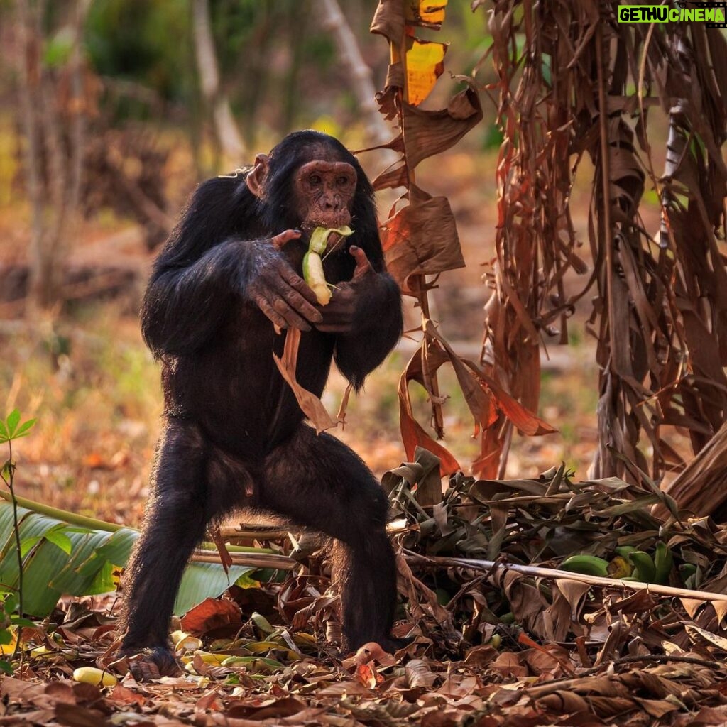 Ronan Donovan Instagram - While many of us are used to the sight of a chimp eating a banana, it's not actually part of their natural diet. Bananas didn't even originate on the same continent where chimps live - Africa. Bananas are a Southeast Asia food that was brought to the Africa continent through trade in the last 2,000 years. This photo is of a wild male chimp, known as Araali to the researchers, belonging to the Bulindi chimpanzee, studied by Dr. McLennan (@bulindichimps), eating a banana in someone's garden in rural western Uganda. The second photo shows another male, named Jack, standing in a eucalyptus tree plantation (another noon native plant) and found a discarded bottle to play with. Not a good thing with how many diseases we share in common with chimps. Photo 3 shows the little strip of forest left where chimps live in this part of western Uganda. Learn more in the story but David Quammen (@davidquammen) and I for @natgeo - link in my bio. Call to action here is to donate $ to the @bulindichimps, link in bio. Thank you.