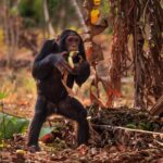 Ronan Donovan Instagram – While many of us are used to the sight of a chimp eating a banana, it’s not actually part of their natural diet. Bananas didn’t even originate on the same continent where chimps live – Africa. Bananas are a Southeast Asia food that was brought to the Africa continent through trade in the last 2,000 years. This photo is of a wild male chimp, known as Araali to the researchers, belonging to the Bulindi chimpanzee, studied by Dr. McLennan (@bulindichimps), eating a banana in someone’s garden in rural western Uganda. The second photo shows another male, named Jack,  standing in a eucalyptus tree plantation (another noon native plant) and found a discarded bottle to play with. Not a good thing with how many diseases we share in common with chimps. Photo 3 shows the little strip of forest left where chimps live in this part of western Uganda. Learn more in the story but David Quammen (@davidquammen) and I for @natgeo – link in my bio. Call to action here is to donate $ to the @bulindichimps, link in bio. Thank you.