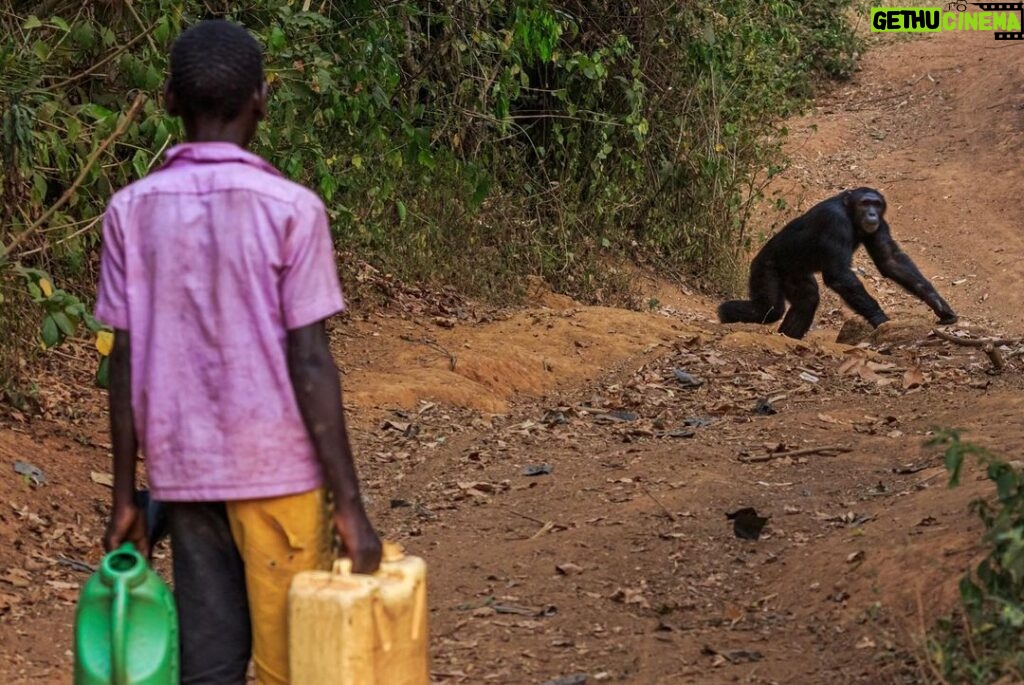 Ronan Donovan Instagram - A series of images from a recently pulished article by David Quammen and I: Chimps and people are clashing in rural Uganda (link in bio). . 1 - On this trail near Mparangasi village, a boy fetching water pauses cautiously as chimps pass. Around some villages in western Uganda, small groups of chimpanzees survive in remnant strips and patches of forest. Deprived of wild foods, the chimps emerge to raid crops and cultivated fruit trees, competing desperately with people for sustenance, space, survival. 2 - Two adult male chimps gaze out across what once was primary forest habitat in western Uganda. Besides small-plot farming and sugarcane plantations, vast tea estates have displaced forests. 3 - Land conversion shows starkly from the air, as along this boundary between Kibale National Park, with its protected forest, and the sprawl of tea fields and small farming 4 - A young male chimp clutches a discarded soda bottle as he stands in a young grove of planted eucalyptus trees. Chimps are our closest living relatives and therefore we share communicable diseases with them (think malaria, HIV and ebola) and more commonly respiratory diseases. This level of close contact is troublesome for the increased potential for a spillover event. . The story is about the dire situation in some towns in western Uganda where humans and chimpanzees have collided from resource competition. It’s a blueprint story for similar conflicts around the world as a result of habitat loss and human encroachment. As is typical with this issue, the animals tend to disappear as they become food or loose their own natural foods. But in Uganda, one of the animals happens to be wild chimpanzees, our closest living relatives. They too are territorial apes living in tribal groups, as we do. Scarcity breeds conflict and there are casualties on both sides. In this series, I’ve highlighted the plight of the chimpanzees and in future posts (as with my previous post) I’ll balance the story with telling the human side of the issue. . How to help? Send resources/$ to the NGOs working to curb deforestation. In this case, @bulindichimps has successfully been working to find solutions. Link in bio.