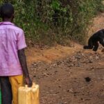 Ronan Donovan Instagram – A series of images from a recently pulished article by David Quammen and I: Chimps and people are clashing in rural Uganda (link in bio).
.
1 – On this trail near Mparangasi village, a boy fetching water pauses cautiously as chimps pass. Around some villages in western Uganda, small groups of chimpanzees survive in remnant strips and patches of forest. Deprived of wild foods, the chimps emerge to raid crops and cultivated fruit trees, competing desperately with people for sustenance, space, survival.
2 – Two adult male chimps gaze out across what once was primary forest habitat in western Uganda. Besides small-plot farming and sugarcane plantations, vast tea estates have displaced forests.
3 – Land conversion shows starkly from the air, as along this boundary between Kibale National Park, with its protected forest, and the sprawl of tea fields and small farming
4 – A young male chimp clutches a discarded soda bottle as he stands in a young grove of planted eucalyptus trees. Chimps are our closest living relatives and therefore we share communicable diseases with them (think malaria, HIV and ebola) and more commonly respiratory diseases. This level of close contact is troublesome for the increased  potential for a spillover event. .
The story is about the dire situation in some towns in western Uganda where humans and chimpanzees have collided from resource competition. It’s a blueprint story for similar conflicts around the world as a result of habitat loss and human encroachment. As is typical with this issue, the animals tend to disappear as they become food or loose their own natural foods. But in Uganda, one of the animals happens to be wild chimpanzees, our closest living relatives. They too are territorial apes living in tribal groups, as we do. Scarcity breeds conflict and there are casualties on both sides. In this series, I’ve highlighted the plight of the chimpanzees and in future posts (as with my previous post) I’ll balance the story with telling the human side of the issue. .
How to help? Send resources/$ to the NGOs working to curb deforestation. In this case, @bulindichimps has successfully been working to find solutions. Link in bio.