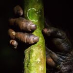 Ronan Donovan Instagram - The hand of our closest living relative - a wild chimpanzee. The long list of similarities that we share with chimps ranges from culture to tool use to language to family structure to infant care and many more. Just look at their hearty working hands. I've watched a chimp get the tip of his finger bit clean off in a skirmish and go back to feeding 10 minutes later. There hands and physique are certainly more robust than ours. A recent story just published online @natgeo about areas in Uganda where the similarities we share with chimps can lead to challenges living alongside them. Link in my bio.