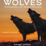 Ronan Donovan Instagram – Wolves: Photography by Ronan Donovan

This museum exhibit opens tomorrow – Saturday October 21st – in Bend Oregon at the High Desert Museum!

Oregon has been working to establish a viable population of wolves since they began migration into the state around 15 years ago.
The complex human social tolerance in regions where wolves have been absent for decades and then reestablished adds an extra layer of creative challenges to work through. 
Thankfully, there are many forward thinking groups and individuals who are working towards a future to soften these challenges faced by people and wolves. 

I’m really excited to share this photo exhibit with the Bend community and to bring some educational programming to the museum next weekend, October 26-28th.
Check the link in my profile to see the events schedule or the High Desert Museum’s website/social. 
Have a great weekend everyone.
See you in Bend next weekend 😀🐺 @highdesertmuseum @insidenatgeo @natgeomuseum