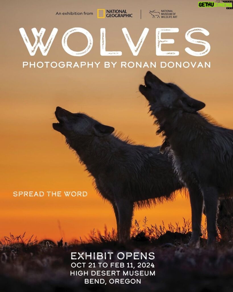 Ronan Donovan Instagram - Wolves: Photography by Ronan Donovan This museum exhibit opens tomorrow - Saturday October 21st - in Bend Oregon at the High Desert Museum! Oregon has been working to establish a viable population of wolves since they began migration into the state around 15 years ago. The complex human social tolerance in regions where wolves have been absent for decades and then reestablished adds an extra layer of creative challenges to work through. Thankfully, there are many forward thinking groups and individuals who are working towards a future to soften these challenges faced by people and wolves. I’m really excited to share this photo exhibit with the Bend community and to bring some educational programming to the museum next weekend, October 26-28th. Check the link in my profile to see the events schedule or the High Desert Museum’s website/social. Have a great weekend everyone. See you in Bend next weekend 😀🐺 @highdesertmuseum @insidenatgeo @natgeomuseum