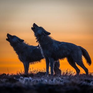 Ronan Donovan Instagram - Two Arctic wolf sisters, known as One Eye and Bright Eyes, howling at midnight on a frosty September morning on Ellesmere Island. 
The pack had been traveling, but the four pups grew tired (swipe left to see the pups). The wolves with the tired young legs flopped into a furry pile at a rendezvous site while the rest of the pack continued. One Eye and Bright Eyes doubled back to check on the pups. All was well. They then howled to locate the others and the two adult sisters trotted off into the twilight and left the pups in a tired heap. This is just a snapshot  of the lives of these wild Arctic wolves. 
Follow the links in my bio to see the @natgeo 3-part TV series on these wolves as well as a link to the accompanying magazine article. #wolf #arcticwolf #nature #wild #hunting #predator #prey #whitewolf #kingdomofthewhitewolf #arctic #canada #animals #instadaily #instagood