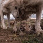 Ronan Donovan Instagram - It's tough being the littlest one in a wolf snuggle-fest. Arctic wolves having a love rendezvous on the Canadian tundra. #wolf #arcticwolf #nature #wild #hunting #predator #prey #whitewolf #kingdomofthewhitewolf #arctic #canada #animals #instadaily #instagood #wolfden #puppy #wolfpup