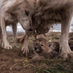 Ronan Donovan Instagram - It's tough being the littlest one in a wolf snuggle-fest. Arctic wolves having a love rendezvous on the Canadian tundra.  #wolf #arcticwolf #nature #wild #hunting #predator #prey #whitewolf #kingdomofthewhitewolf #arctic #canada #animals #instadaily #instagood #wolfden #puppy #wolfpup