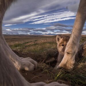 Ronan Donovan Instagram - A six week old wild Arctic wolf pup peeks at a remote camera from behind her father’s leg on the remote Canadian island known in Inuktitut as Umingmak Nuna, meaning "land of muskoxen.” In just a few weeks, this young pup will outgrow the den life and will start to follow the adults into the unknown. It will begin to learn about its vast home range and the sights and smells that will become its life for the years to come. She will learn from her parents how to survive in this harsh environment and eventually, how to hunt the mighty muskoxen. There's a link in my bio to learn more about these wolves - both in a @natgeo magazine article in the September issue and a 3-part TV series now streaming.