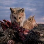 Ronan Donovan Instagram - At 12 weeks old, these Arctic wolf pups have left behind their blue eyes and milk teeth. Under the twilight of their first sunsets, they slowly transform into adolescents. Eating fresh meat, keeping up with the adults on travel days, soaking up everything they smell and see. It takes over a year to become a full fledged contributing adult in a wild wolf pack. Like humans, they have to learn how to hunt, how to avoid injury, and how to raise a family in some of the harshest environments on the planet. Photos are from my @natgeo magazine story. Links in my bio to that story and the accompanying TV series about these wolves. #wolf #arcticwolf #nature #wild #hunting #predator #prey #whitewolf #kingdomofthewhitewolf #arctic #canada #animals #instadaily #instagood