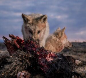 Ronan Donovan Instagram - At 12 weeks old, these Arctic wolf pups have left behind their blue eyes and milk teeth. Under the twilight of their first sunsets, they slowly transform into adolescents. Eating fresh meat, keeping up with the adults on travel days, soaking up everything they smell and see. It takes over a year to become a full fledged contributing adult in a wild wolf pack. Like humans, they have to learn how to hunt, how to avoid injury, and how to raise a family in some of the harshest environments on the planet. Photos are from my @natgeo magazine story. Links in my bio to that story and the accompanying TV series about these wolves.  #wolf #arcticwolf #nature #wild #hunting #predator #prey #whitewolf #kingdomofthewhitewolf #arctic #canada #animals #instadaily #instagood