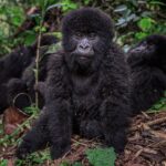 Ronan Donovan Instagram - Sponsored by @visitrwanda_now // This baby mountain gorilla was born on July 1, 2018 in Volcanoes National Park, Rwanda. She is part of the increasing number of mountain gorillas that have begun to rebound since the 1980s when there were only ~250 left in the Virunga Mountains. Currently, the latest census puts their numbers at 604 gorillas here in Volcanoes National Park. It is a true conservation success story and Rwanda has been at the forefront of leading that effort. The social media followers of National Geographic voted on what to name this new baby gorilla and the votes are in! In the Kwita Izina naming ceremony that took place today (September 6, 2019) at the foothills of the Virunga Mountains, I had the honor of announcing her chosen name: Intego, meaning ‘’Purpose" - chosen because her life holds purpose in Rwanda's effort to save endangered species. Kwita Izina plays a key role in advancing conservation efforts for the endangered species and is modeled after a baby naming ceremony that has been part of Rwandan culture and tradition for centuries. // Incredible wildlife, spectacular landscapes and new adventures. Meet Rwanda's mountain gorillas on your next holiday and discover a country committed to conservation. Follow @visitrwanda_now to learn more. #sponsored