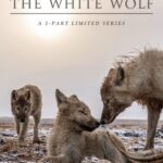 Ronan Donovan Instagram - Kingdom of the White Wolf - now available online. Links are in my bio and also on @disneyplus The @natgeowild 3-part TV series represents the culmination of years of work and the collaboration of dozens of people who’ve worked tirelessly to create the final piece. I’m incredibly grateful to everyone who devoted their time and energy to this project. Directed by Tony Gerber @tgerber63 at Market Road Films with its broadcast debut tonight on @natgeowild at 8PM ET, Kingdom of the White Wolf is a natural history series that will transport you to the High Arctic and embed you with a wild pack of wolves as they prepare for the coming winter. The series is narrated by Jenny Jules @juicyjules555 with an original score by @pablitobrill w cinematography by Luke Padgett @severalpictures and @ronan_donovan sound design by @woundedbuffalosound editing by @graphicsexproject @atfilms @quistabird color by @rcocolor produced by @tator_hmmm field producer Adam Amir @atfilms written by @tgerber63 with @neilshea13 associate producers @allegranik @jp_sweetpea network EP @pamela_caragol Special thanks to Janet Han Vissering and Kathy Moran @kfmoran for developing this project over 2 years ago. Kingdom of the White Wolf premieres this Sunday, August 25th at 8 PM Eastern Time on @natgeowild The series will be available to stream online Monday, August 26th on iTunes, @hulu @amazonprimevideo @natgeo TV and @googleplay_offical #arctic #wolves #wildlife #wilderness #nature #climatechange #meltingice #changingarctic #wolf #arcticwolf #nature #wild #hunting #predator #prey #whitewolf #kingdomofthewhitewolf #arctic #canada #animals #instadaily #instagood