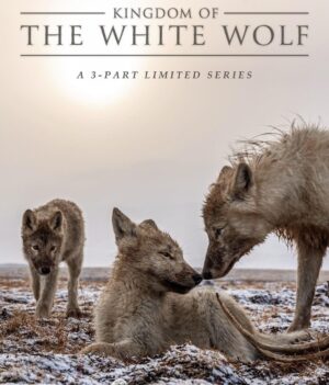 Ronan Donovan Instagram - Kingdom of the White Wolf - now available online. Links are in my bio and also on @disneyplus 
The @natgeowild 3-part TV series represents the culmination of years of work and the collaboration of dozens of people who’ve worked tirelessly to create the final piece. I’m incredibly grateful to everyone who devoted their time and energy to this project. 
Directed by Tony Gerber @tgerber63 at Market Road Films with its broadcast debut tonight on @natgeowild at 8PM ET, Kingdom of the White Wolf is a natural history series that will transport you to the High Arctic and embed you with a wild pack of wolves as they prepare for the coming winter. The series is narrated by Jenny Jules @juicyjules555 with an original score by @pablitobrill w cinematography by Luke Padgett @severalpictures and @ronan_donovan sound design by @woundedbuffalosound editing by @graphicsexproject @atfilms @quistabird color by @rcocolor produced by @tator_hmmm field producer Adam Amir @atfilms written by @tgerber63 with @neilshea13 associate producers @allegranik @jp_sweetpea network EP @pamela_caragol 
Special thanks to Janet Han Vissering and Kathy Moran @kfmoran for developing this project over 2 years ago.
Kingdom of the White Wolf premieres this Sunday, August 25th at 8 PM Eastern Time on @natgeowild The series will be available to stream online Monday, August 26th on iTunes, @hulu @amazonprimevideo @natgeo TV and @googleplay_offical #arctic #wolves #wildlife #wilderness #nature #climatechange #meltingice #changingarctic #wolf #arcticwolf #nature #wild #hunting #predator #prey #whitewolf #kingdomofthewhitewolf #arctic #canada #animals #instadaily #instagood