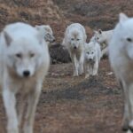 Ronan Donovan Instagram - One Eye leading the Polygon Pack during a hunting foray across the Arctic tundra. What do you think of wild wolves? Should they be allowed to roam freely, as they have for millennia, or should they be allowed only in those far reaching wilderness areas where humans rarely venture? If you’re curious about wolves and wilderness, I’d like to share with you a new three-part special event premiering this Sunday, August 25, from 8-11pm ET, on Nat Geo WILD. Come join me as I travel to the High Arctic, to a landscape uninhabited by humans, in pursuit of the legendary white wolf. These wolves have never been hunted, they are fearless and free, offering a chance to learn more about this mysterious social predator. Directed by Tony Gerber @tgerber63 and filmed by Luke Padgett @severalpictures and Ronan Donovan @ronan_donovan #wolf #arcticwolf #nature #wild #hunting #predator #prey #whitewolf #kingdomofthewhitewolf #arctic #canada #animals #instadaily #instagood