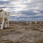Ronan Donovan Instagram - This is a story about wolves that exist in a wilderness without competition with humans for the same food sources – wild game or livestock - and to show them for the intelligent family driven social mammals that they are. Since there is no wolf hunting in this area of Ellesmere Island, wolves view humans in a passive manner, rather than a fearful one. This allows for unparalleled access to their day-to-day lives like nowhere else on earth. My goal for this story is to remind us that wolves are complex social mammals that exist in nearly the same family structures as humans and engage in many of the same behaviors: playing, mourning, social learning, and hunting. All this to say, that while wolves around the world are continually vilified and killed at will, here on Ellesmere, they are free to live out their lives free from the report of a rifle and the bite of a trap. They exist as the key apex predators that they are, managing the prey species that in turn brings balances the ecosystem. I’m posting imagery and stories from my article in the current issue of National Geographic Magazine (@natgeo) about a family of wild Arctic wolves living on Ellesmere Island, Canada’s furthest northern landmass. The story focuses on a family of 10 wolves (6 adults and 4 pups) that I spent 1.5 months photographing and filming. The motivation for this project came out of my experiences trying to document the lives of gray wolves in Yellowstone and never feeling like I was able to do so because those wolves have a healthy fear of humans. Every wolf pack in Yellowstone has lost a pack member to hunting, so they have a necessary fear of humans. Please follow along as I continue to post images from this assignment and check out the link in my bio to the digital article - Inside the harsh lives of wolves living at the top of the world - written by Neil Shea @neilshea13 #wolf #arcticwolf #nature #wild #hunting #predator #prey #whitewolf #kingdomofthewhitewolf #arctic #canada #animals #instadaily #instagood