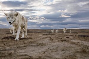 Ronan Donovan Instagram - This is a story about wolves that exist in a wilderness without competition with humans for the same food sources – wild game or livestock - and to show them for the intelligent family driven social mammals that they are. Since there is no wolf hunting in this area of Ellesmere Island, wolves view humans in a passive manner, rather than a fearful one. This allows for unparalleled access to their day-to-day lives like nowhere else on earth. My goal for this story is to remind us that wolves are complex social mammals that exist in nearly the same family structures as humans and engage in many of the same behaviors: playing, mourning, social learning, and hunting. 
All this to say, that while wolves around the world are continually vilified and killed at will, here on Ellesmere, they are free to live out their lives free from the report of a rifle and the bite of a trap. They exist as the key apex predators that they are, managing the prey species that in turn brings balances the ecosystem. I’m posting imagery and stories from my article in the current issue of National Geographic Magazine (@natgeo) about a family of wild Arctic wolves living on Ellesmere Island, Canada’s furthest northern landmass. The story focuses on a family of 10 wolves (6 adults and 4 pups) that I spent 1.5 months photographing and filming. The motivation for this project came out of my experiences trying to document the lives of gray wolves in Yellowstone and never feeling like I was able to do so because those wolves have a healthy fear of humans. Every wolf pack in Yellowstone has lost a pack member to hunting, so they have a necessary fear of humans. 
Please follow along as I continue to post images from this assignment and check out the link in my bio to the digital article - Inside the harsh lives of wolves living at the top of the world - written by Neil Shea @neilshea13 #wolf #arcticwolf #nature #wild #hunting #predator #prey #whitewolf #kingdomofthewhitewolf #arctic #canada #animals #instadaily #instagood