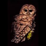 Ronan Donovan Instagram - Sharing some images and notes from an IG takeover for @ilcp_photographers of images from early on in my exploration into photography, long before I was a working photographer. Most of these images were taken between 2006-2012. ⁣ ⁣ My goal in sharing these visuals and captions is to help those of you that are curious to learn more about the process of visual storytelling related to conservation and also to younger storytellers who reach out to me on a daily basis for advice. I hope you find these posts helpful and please don’t hesitate to ask questions in the comments section below and I will do my best to reply. ⁣⁣ The first question to address, and the most common question I’m asked, ‘how can I become a conservation photographer?’ Well, everyone’s path to iLCP is different, but many of my colleagues share a common background as wildlife field biologists. That was my path into this world and is what continues to fuel my curisoasioty about the natural world. ⁣⁣ ⁣ Photo 1 - I’m testing out the lighting of a homemade camera trap to try and capture an image of a beaver in my home state of Montana. ⁣⁣ Photo 2 - A northern spotted owl in Yosemite National Park taken on film during my first wildlife field biology job through the Student Conservation Association. ⁣⁣ Photo 3 - The eye belongs to a plains spadefoot toad (Spea bombifrons). This was taken back in 2010 when I was working as a field biologist for the state of Montana.⁣⁣ Photo 4 - An American mink running back to its lair with a freshly caught crayfish in Montana. ⁣⁣ Photo 5 - A collage of images representing my obsession with photographing waterbirds across Montana (I am a lifelong bird-nerd)⁣⁣ All of these images I took while I was a working wildlife field biologist becoming obsessed with documenting the wildlife I was observing. You will note that all of these images are single photos of an animal, not stories and most without behavior.