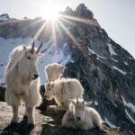 Ronan Donovan Instagram - First photo by @ronan_donovan // A pup bites at a feather while another nuzzles the pack’s aging matriarch, White Scarf (far right). After the last known kill she was part of, White Scarf made sure the pups ate first and later disappeared out on the tundra. Ellesmere Island, Canada 2018. ﻿Other images in order by: @suzieszterhas @tonywu98 @steven_gnam @randyolson @shainblumphotography @JimRichardsonNG @drewtrush @dguttenfelder @argonautphoto ﻿ ﻿The holidays are just around the corner. Looking for a unique gift that also supports conservation?  Spend some time with @Prints.for.Nature, a fine-art print sale featuring 85+ of the world’s top photographers. This is a great opportunity to collect stunning work that usually goes for thousands of dollars. They have been made available by the artists to help support much needed conservation programs in a time of critical need. 100% of net proceeds will support core @Conservationorg initiatives. ﻿ ﻿Prices go up after Nov. 27th, #BlackFriday. Visit www.printsfornature.com (link in profile). ﻿ ﻿Choose from these stunning images from some of the world’s finest photographers and purchase your fine-art prints today at www.printsfornature.com (link in bio.) ﻿ ﻿#conservation #printsfornature #fineart ﻿