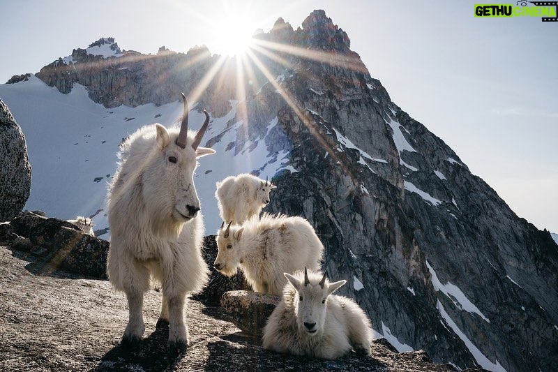 Ronan Donovan Instagram - First photo by @ronan_donovan // A pup bites at a feather while another nuzzles the pack’s aging matriarch, White Scarf (far right). After the last known kill she was part of, White Scarf made sure the pups ate first and later disappeared out on the tundra. Ellesmere Island, Canada 2018. ﻿Other images in order by: @suzieszterhas @tonywu98 @steven_gnam @randyolson @shainblumphotography @JimRichardsonNG @drewtrush @dguttenfelder @argonautphoto ﻿ ﻿The holidays are just around the corner. Looking for a unique gift that also supports conservation?  Spend some time with @Prints.for.Nature, a fine-art print sale featuring 85+ of the world’s top photographers. This is a great opportunity to collect stunning work that usually goes for thousands of dollars. They have been made available by the artists to help support much needed conservation programs in a time of critical need. 100% of net proceeds will support core @Conservationorg initiatives. ﻿ ﻿Prices go up after Nov. 27th, #BlackFriday. Visit www.printsfornature.com (link in profile). ﻿ ﻿Choose from these stunning images from some of the world’s finest photographers and purchase your fine-art prints today at www.printsfornature.com (link in bio.) ﻿ ﻿#conservation #printsfornature #fineart ﻿