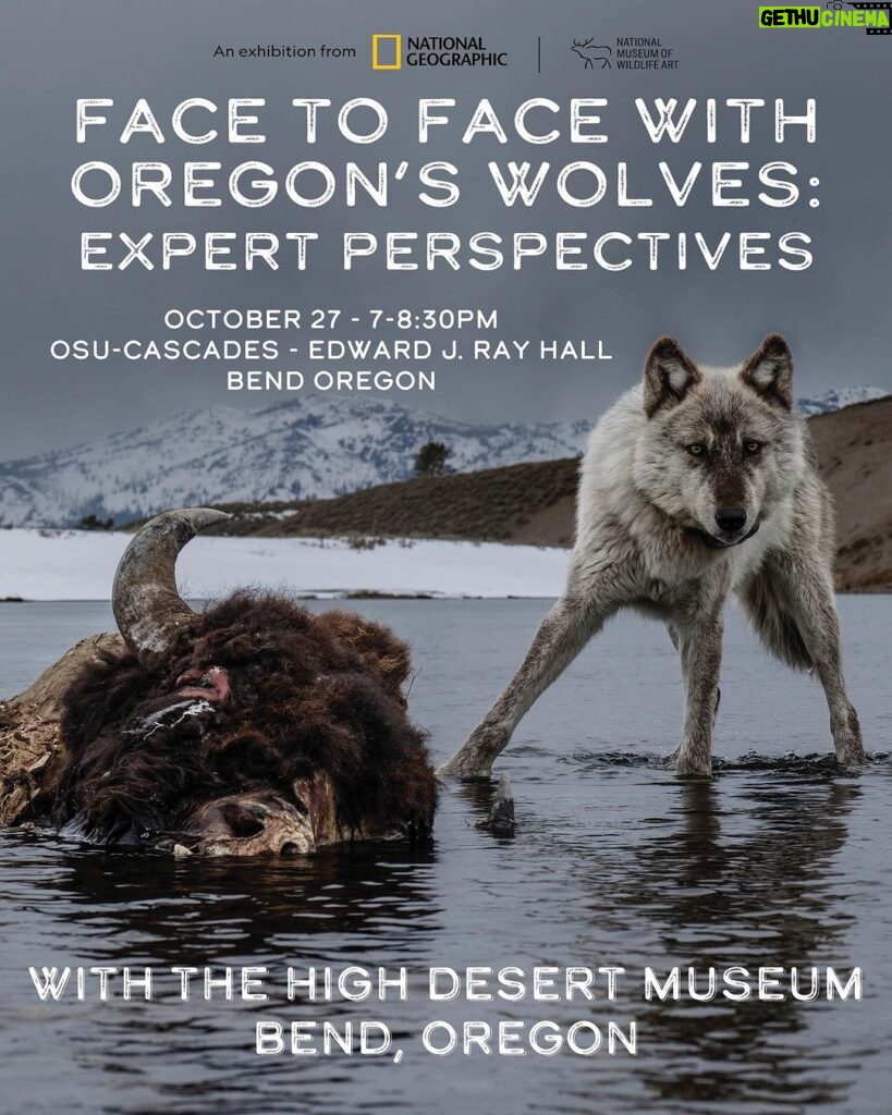 Ronan Donovan Instagram - Face to Face with Oregon’s Wolves: Expert Perspectives I’ll be moderating a great lineup of panelists in Oregon next week at the High Desert Museum in Bend. I’m so looking forward to a conversation with these experts! October 27th 7:00 pm - 8:30 pm at the OSU-Cascades Edward J. Ray Hall The event has sold out already, but you can be added to the waitlist - link in my bio. I'm also giving a talk the night before (also sold out w/ waitlist) and a fun family program midday on Saturday at the museum. Come say hello if you're in the area🙂