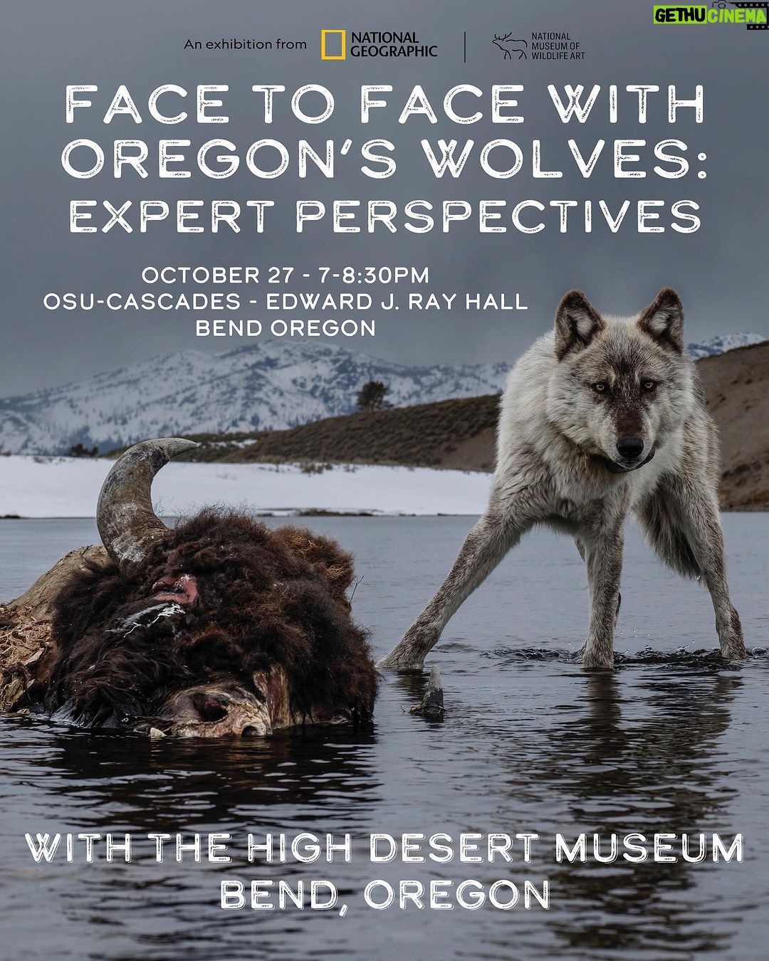 Ronan Donovan Instagram - Face to Face with Oregon’s Wolves: Expert Perspectives I’ll be moderating a great lineup of panelists in Oregon next week at the High Desert Museum in Bend. I’m so looking forward to a conversation with these experts! October 27th 7:00 pm - 8:30 pm at the OSU-Cascades Edward J. Ray Hall The event has sold out already, but you can be added to the waitlist - link in my bio. I'm also giving a talk the night before (also sold out w/ waitlist) and a fun family program midday on Saturday at the museum. Come say hello if you're in the area🙂