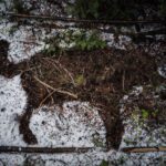 Ronan Donovan Instagram - I’m trying something new here and am now accepting applicants for a Research Assistant position to work on a longterm project titled Human-Predator Coexistence.⁣ ⁣ I am looking for a research assistant, preferably with a graduate degree, to help me collate information surrounding the relationship between humans and predators as part of a longterm Storytelling Fellowship with National Geographic Society @insidenatgeo. I have been working on this topic for the past 5 years and am looking for support with this new fellowship. I want to be able to put most of my energy into field work and creating the visuals for this international comparative project. ⁣ I am not affiliated with a university, this is for a visual storytelling project that I'll be working on in the coming year. ⁣ I am also interested in collaborating with researchers who are already working in the human-predator conflict/tolerance/coexistence space that I’m not already in contact with. ⁣ ⁣ Please feel free to share this with anyone who might be interested. ⁣ ⁣ Link in bio for more information and how to apply. ⁣ Planet Earth